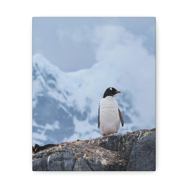 Poised Penguin - Canvas