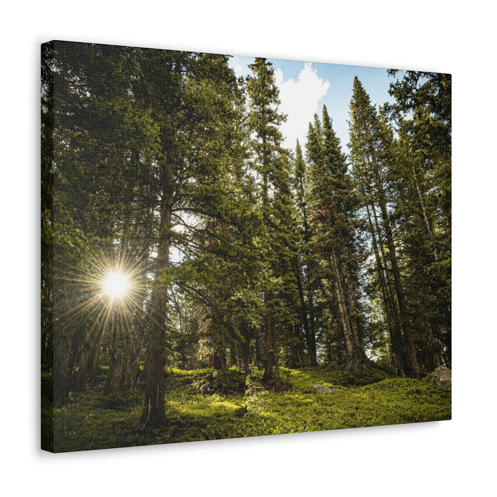 Forest Light - Canvas