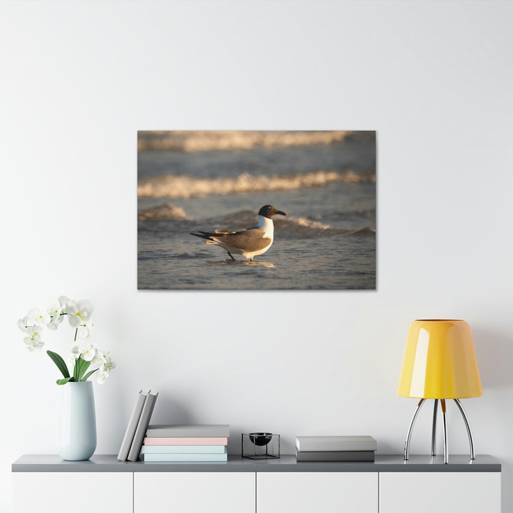 Laughing Gull in the Surf - Canvas