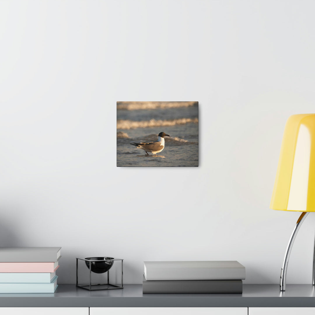 Laughing Gull in the Surf - Canvas