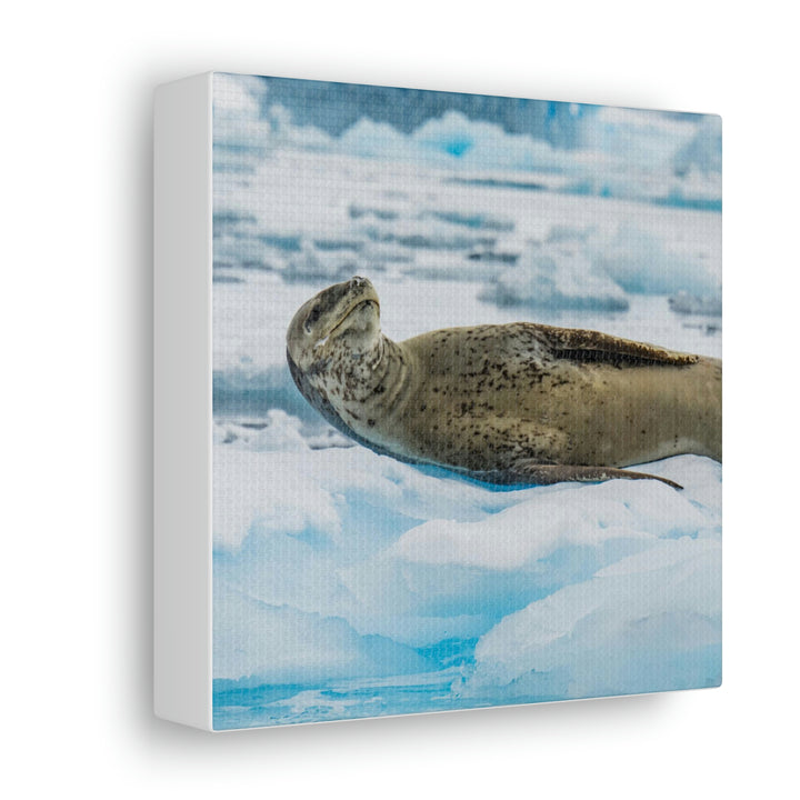 Leopard Seal Relaxing - Canvas