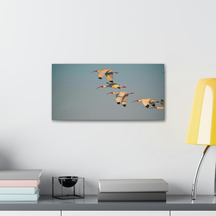 White Ibis in Flight - Canvas