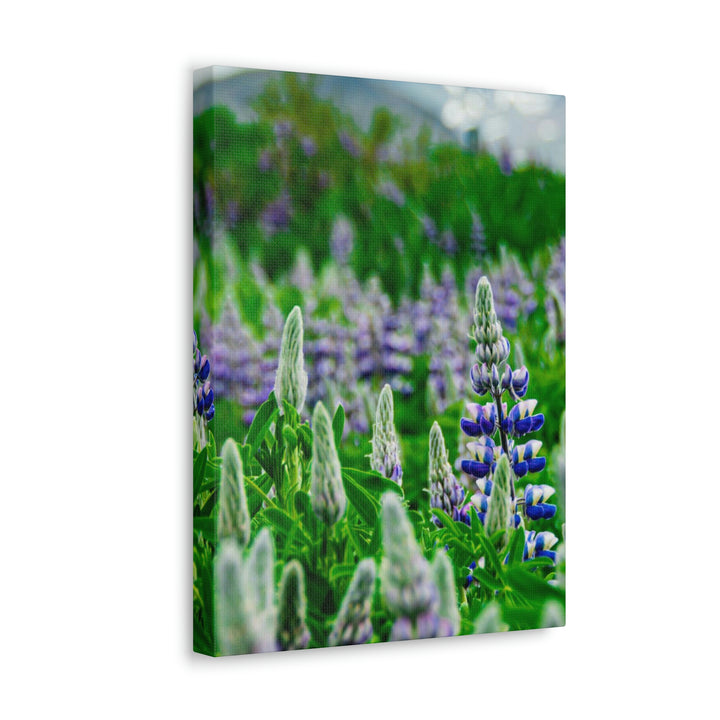 Glowing Lupin with Mountains - Canvas