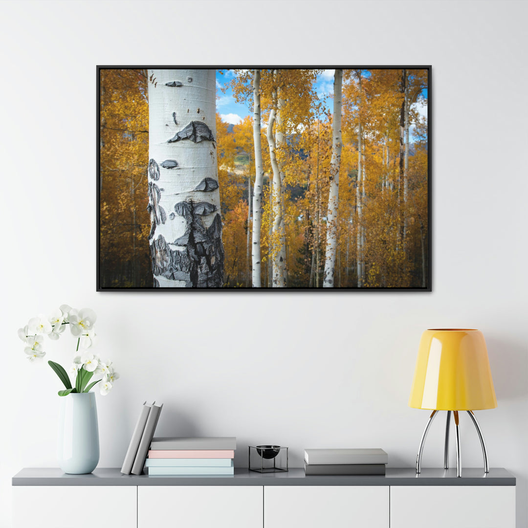 Aspens Changing - Canvas with Frame