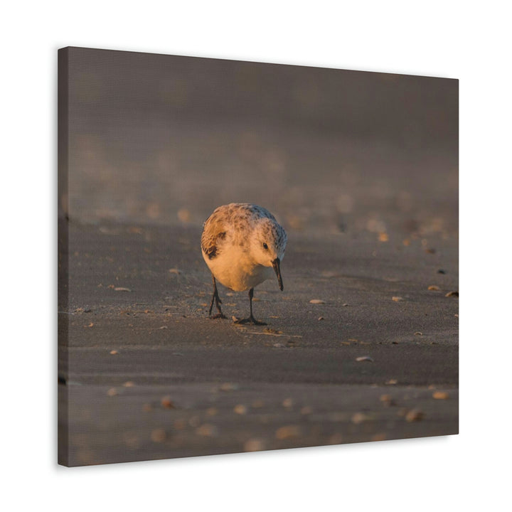 Feeding Sanderling - Canvas