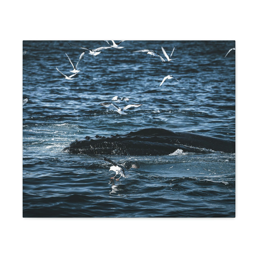 Humpback Hello - Canvas