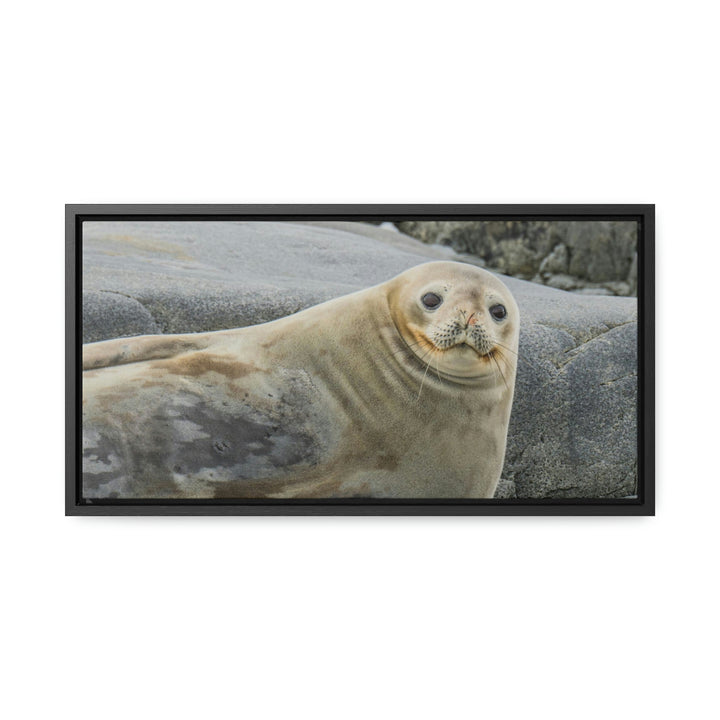 Weddell Smile - Canvas with Frame