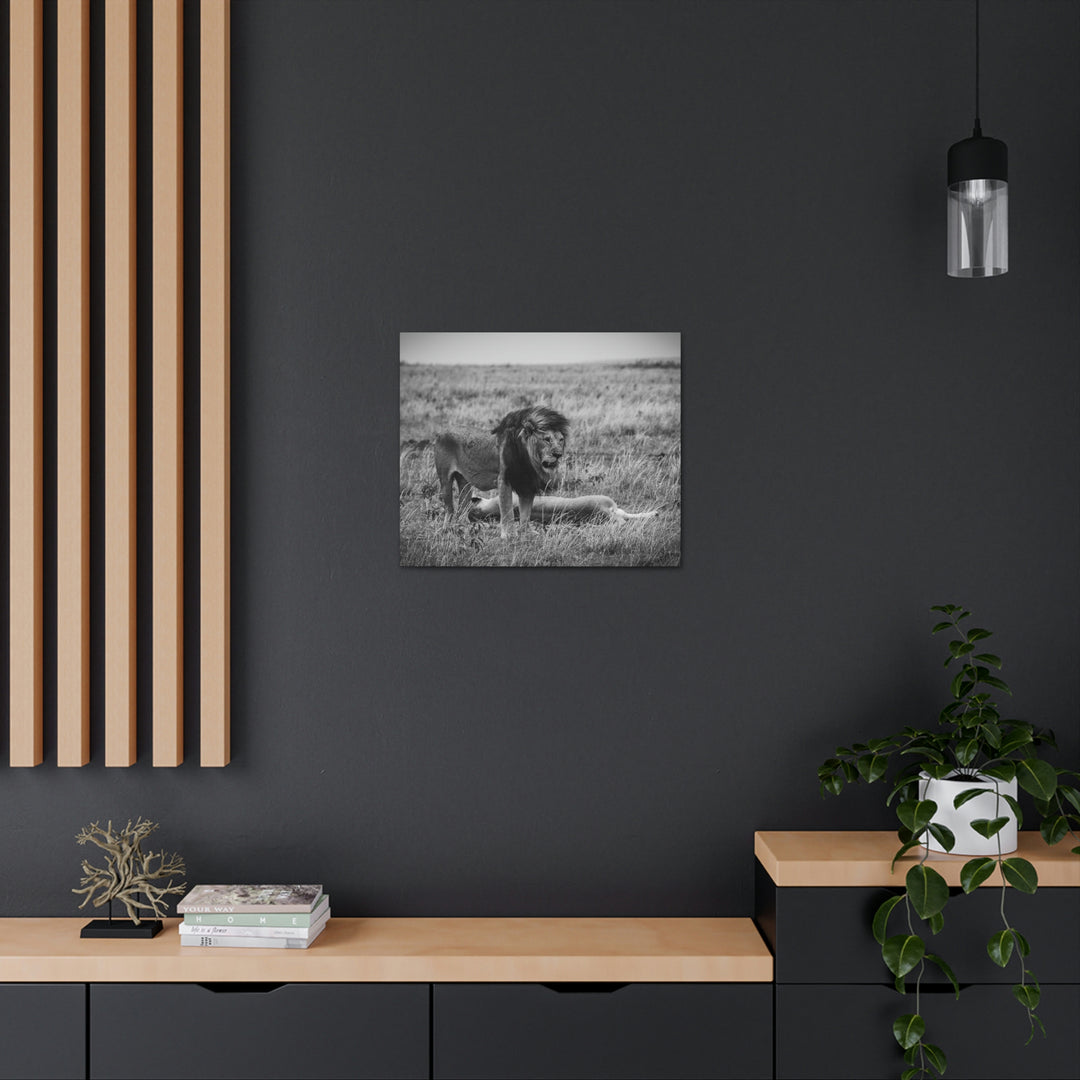 Mating Lions in Black and White - Canvas