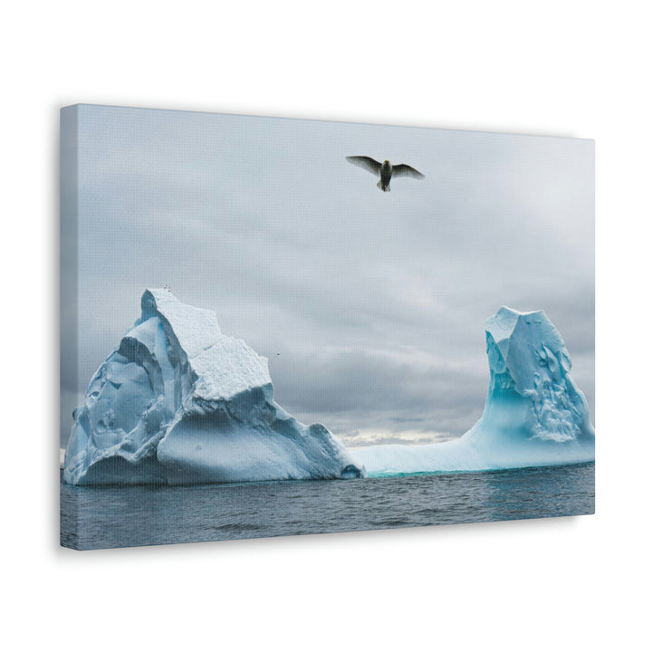 Antarctic Flight - Canvas