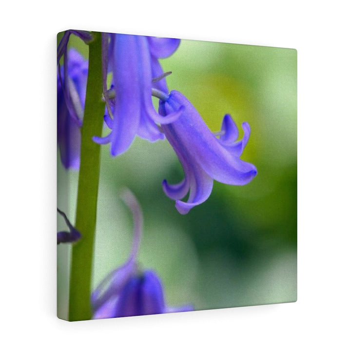 Delicate Bell - Canvas