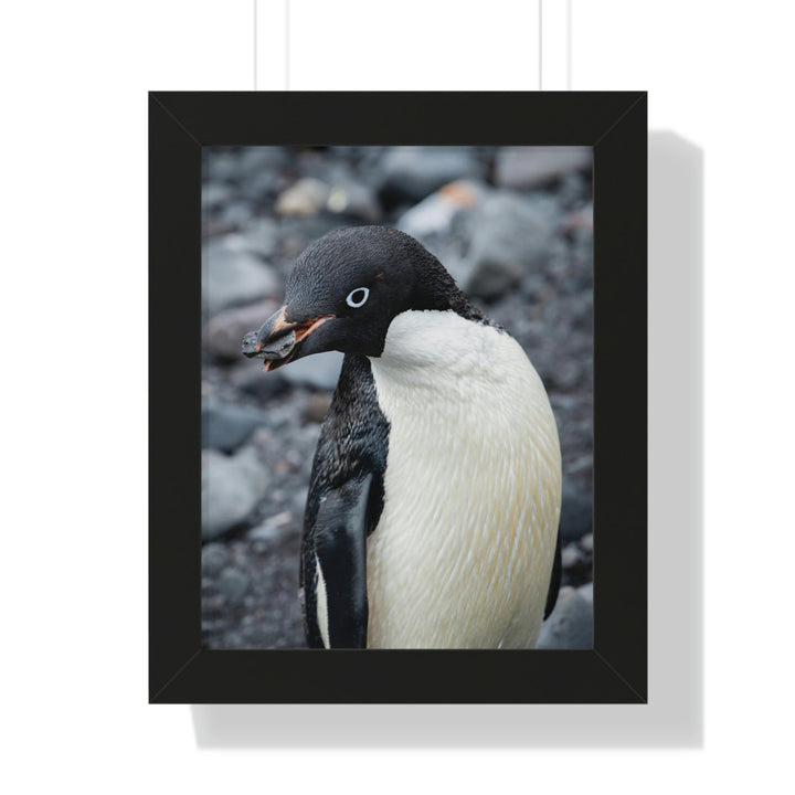 A Penguin's Pebble - Framed Print - Visiting This World