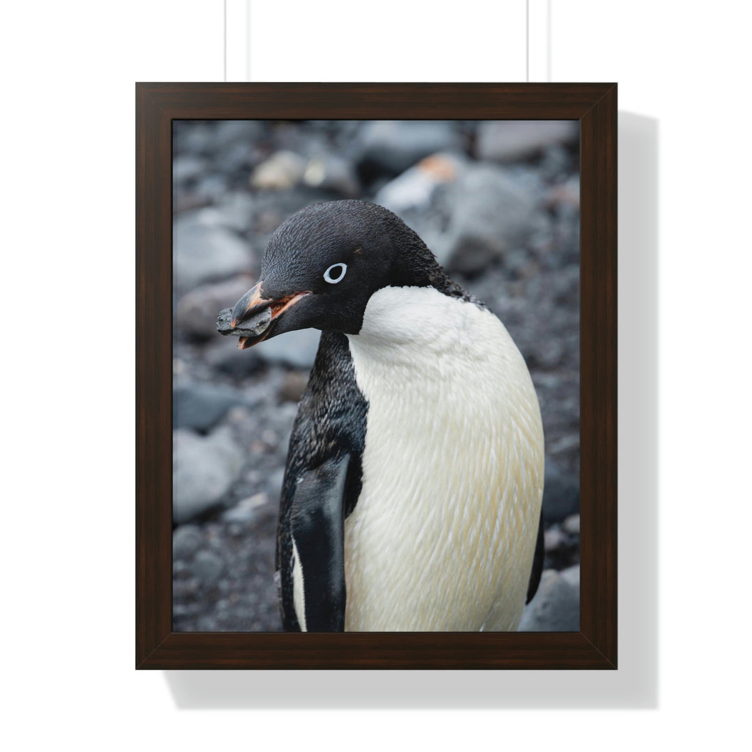 A Penguin's Pebble - Framed Print - Visiting This World