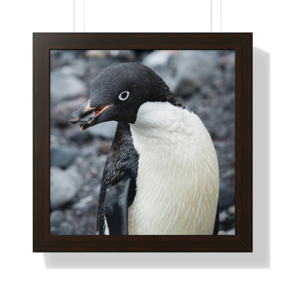 A Penguin's Pebble - Framed Print - Visiting This World