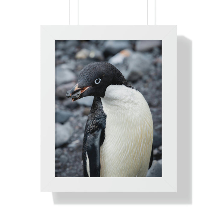 A Penguin's Pebble - Framed Print - Visiting This World