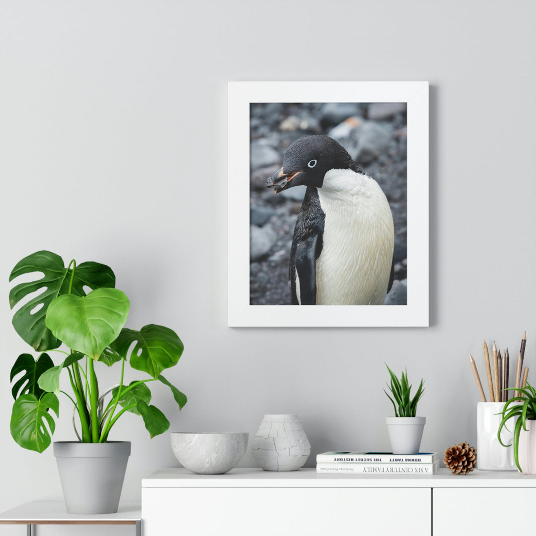 A Penguin's Pebble - Framed Print - Visiting This World