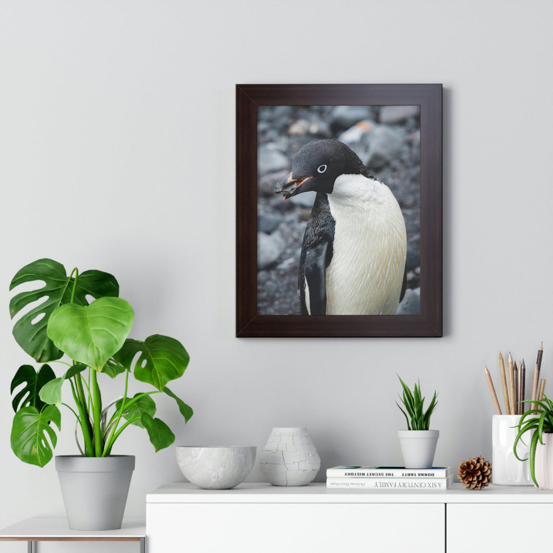 A Penguin's Pebble - Framed Print - Visiting This World