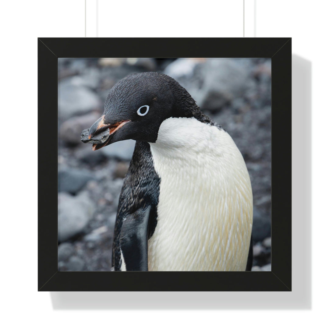 A Penguin's Pebble - Framed Print - Visiting This World