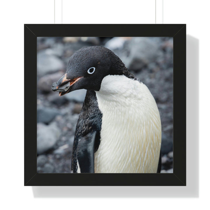 A Penguin's Pebble - Framed Print - Visiting This World