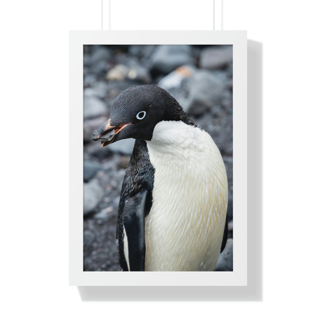 A Penguin's Pebble - Framed Print - Visiting This World