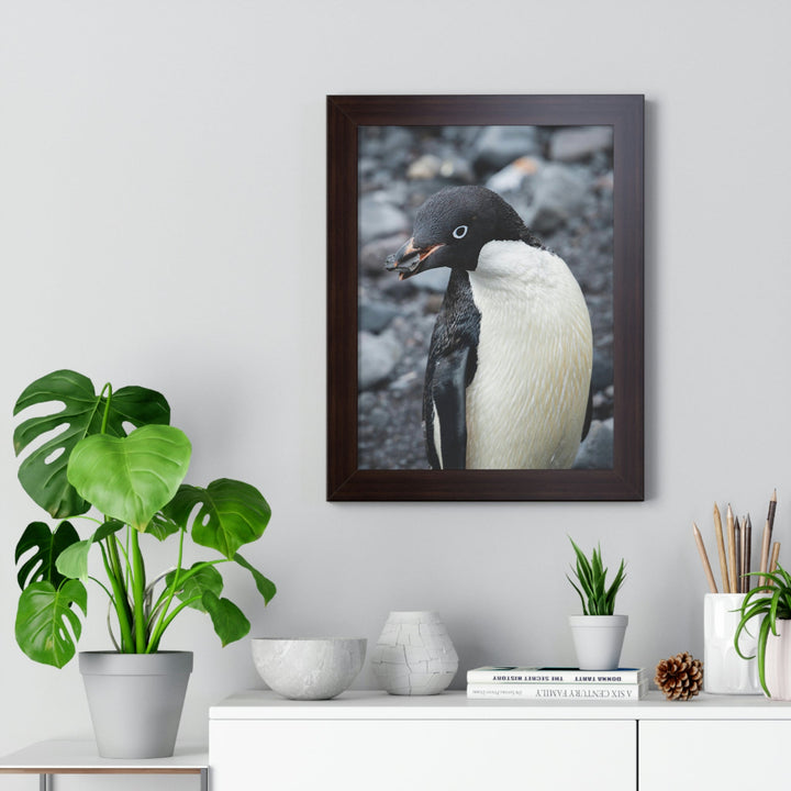 A Penguin's Pebble - Framed Print - Visiting This World