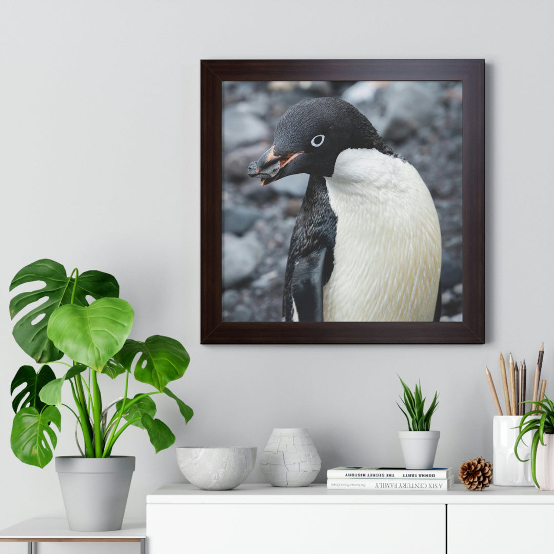 A Penguin's Pebble - Framed Print - Visiting This World