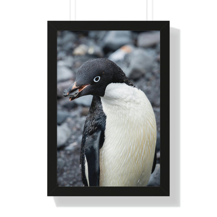 A Penguin's Pebble - Framed Print - Visiting This World