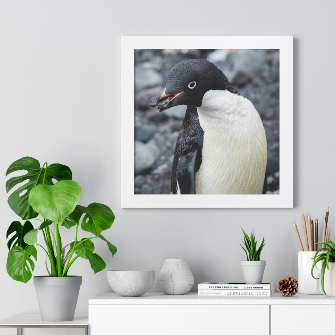 A Penguin's Pebble - Framed Print - Visiting This World