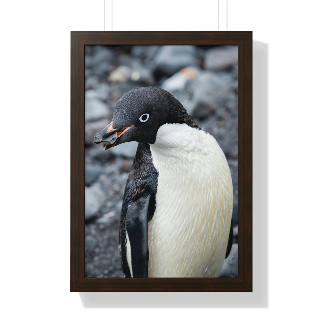 A Penguin's Pebble - Framed Print - Visiting This World