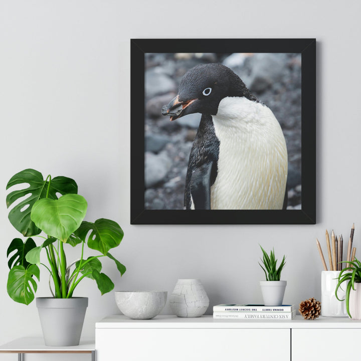 A Penguin's Pebble - Framed Print - Visiting This World