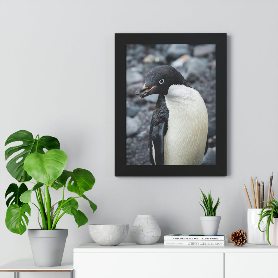 A Penguin's Pebble - Framed Print - Visiting This World