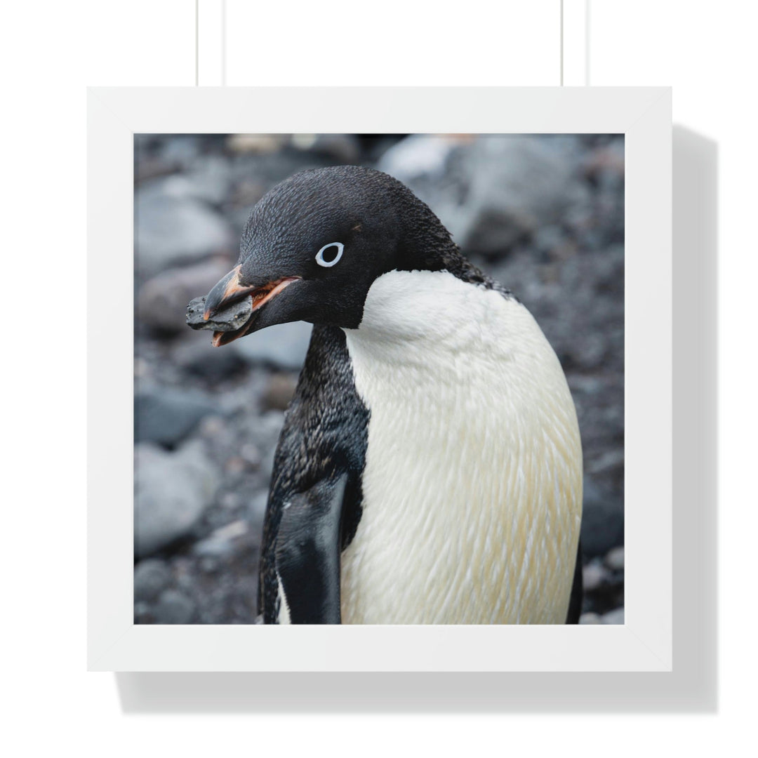 A Penguin's Pebble - Framed Print - Visiting This World