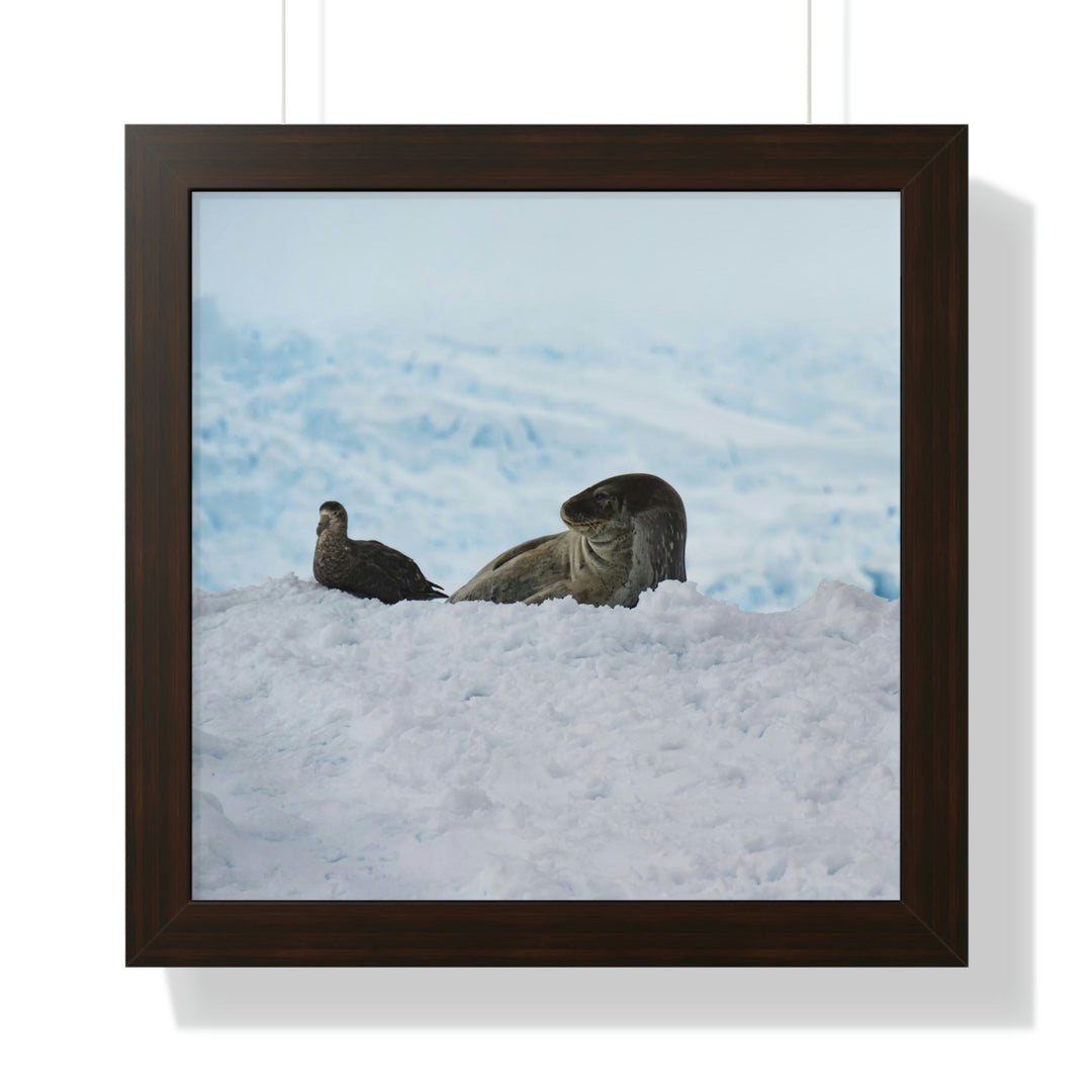 A Resting Pair - Framed Print - Visiting This World