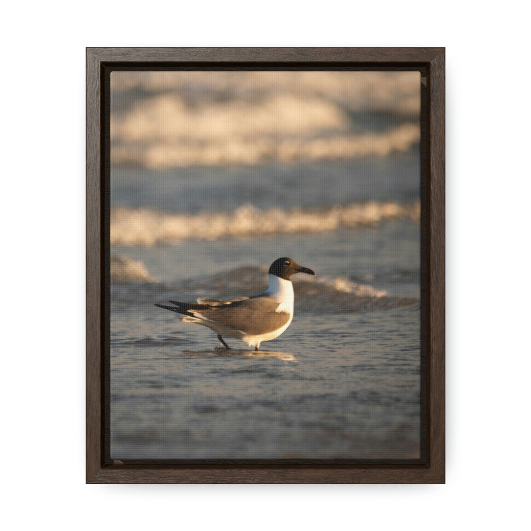 Laughing Gull in the Surf - Canvas with Frame