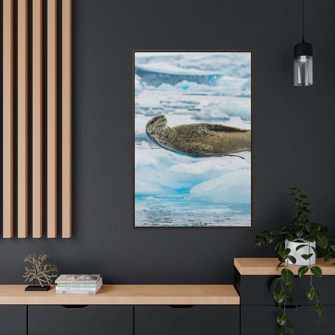 Leopard Seal Relaxing - Canvas with Frame