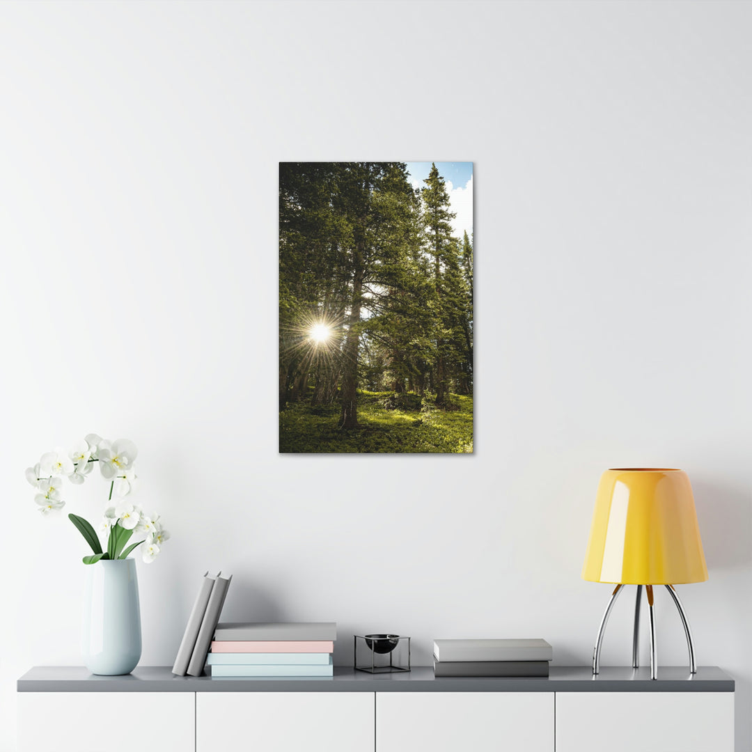 Forest Light - Canvas