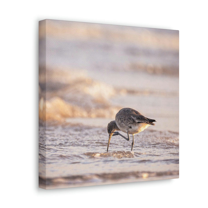 Willet Itch - Canvas