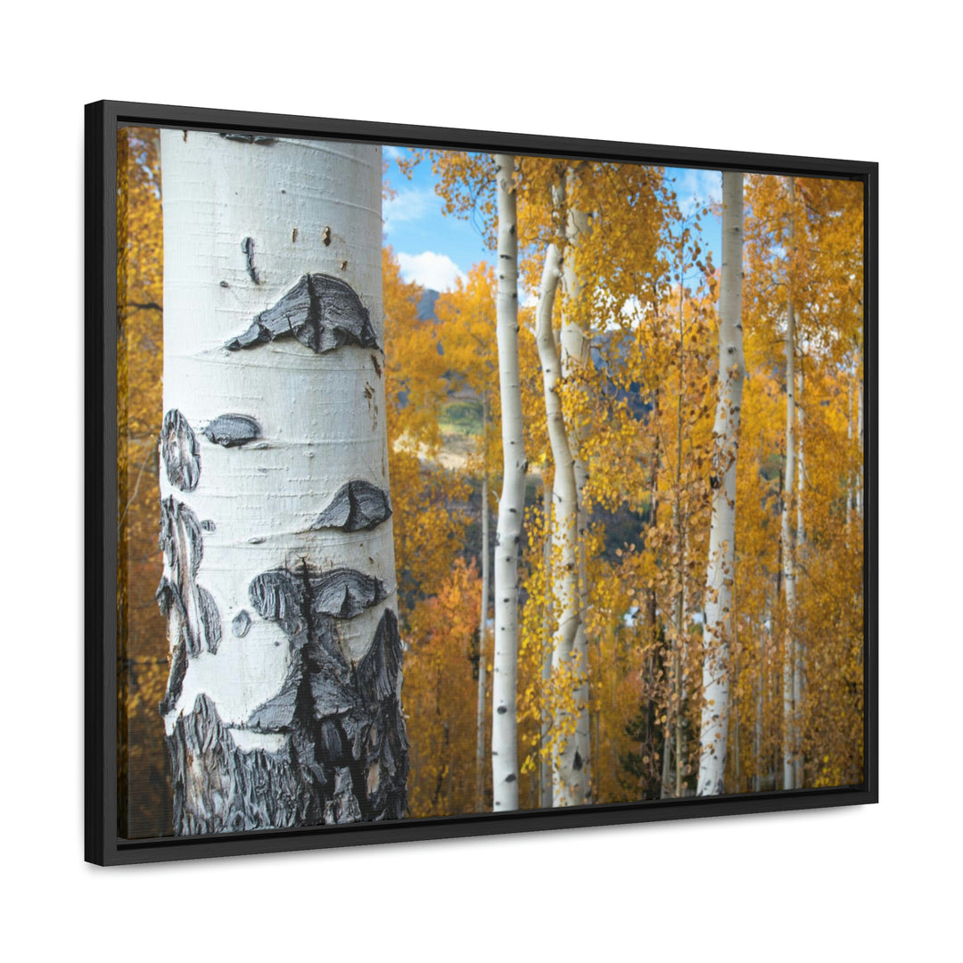 Aspens Changing - Canvas with Frame