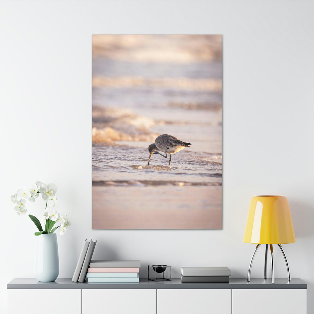 Willet Itch - Canvas