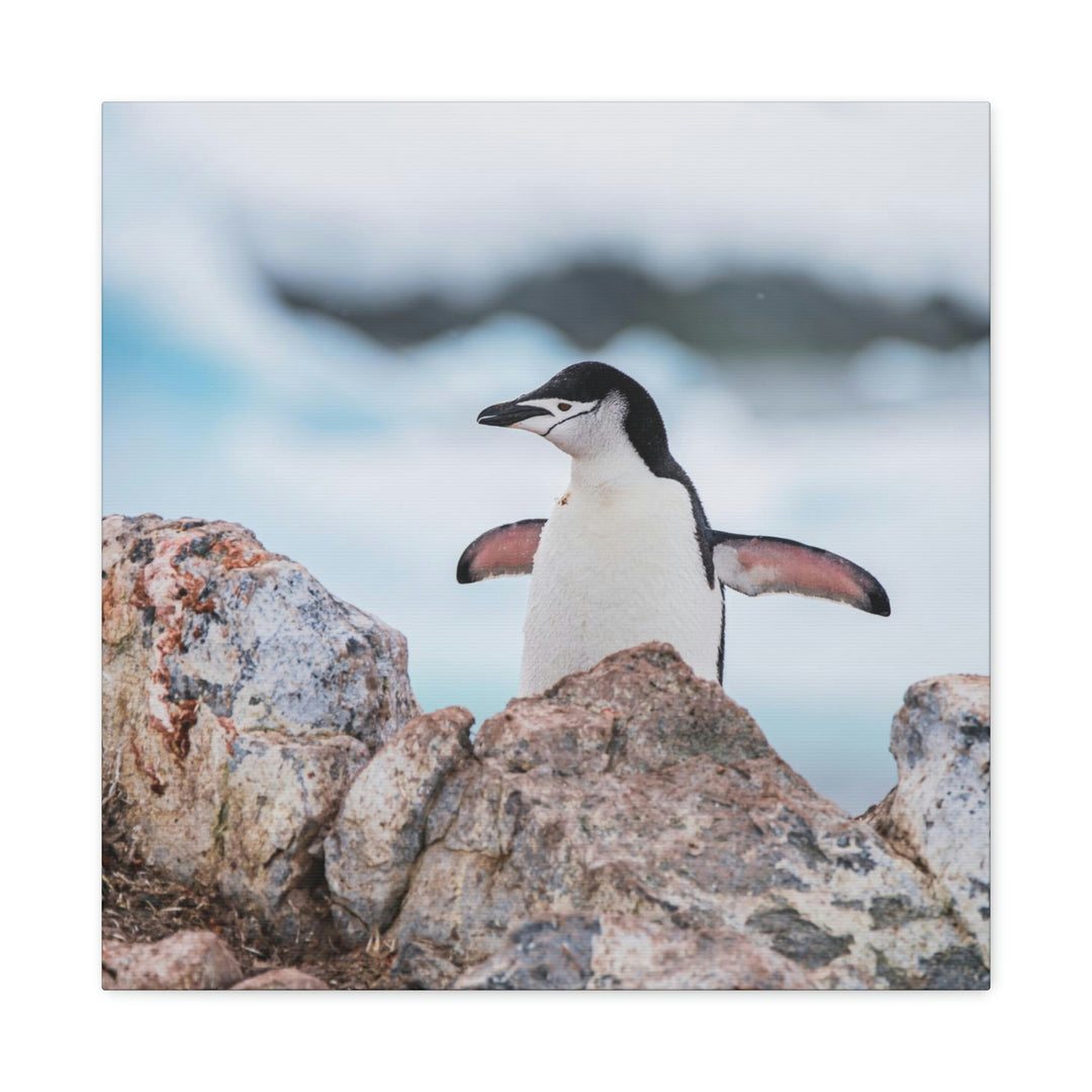 Stretched Penguin - Canvas