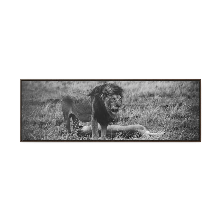 Mating Lions in Black and White - Canvas with Frame