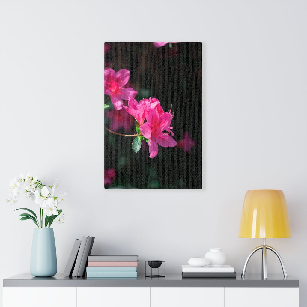 Standout Azalea - Canvas