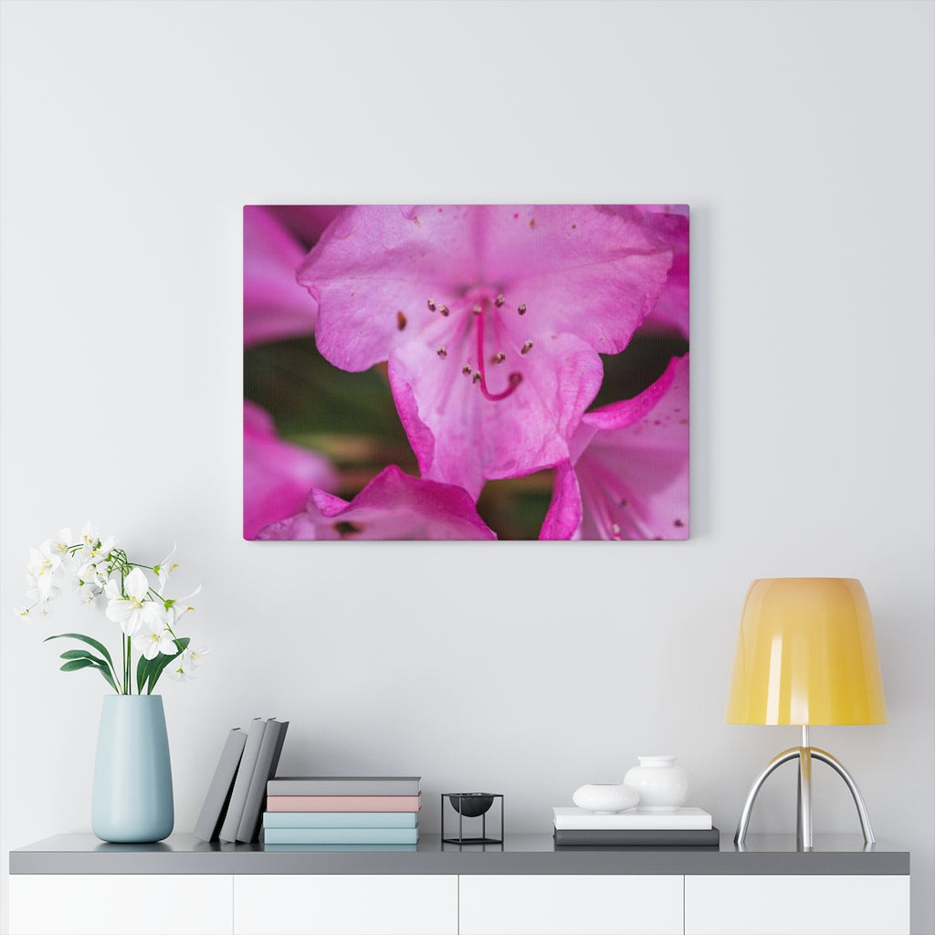 Soft Pinks - Canvas