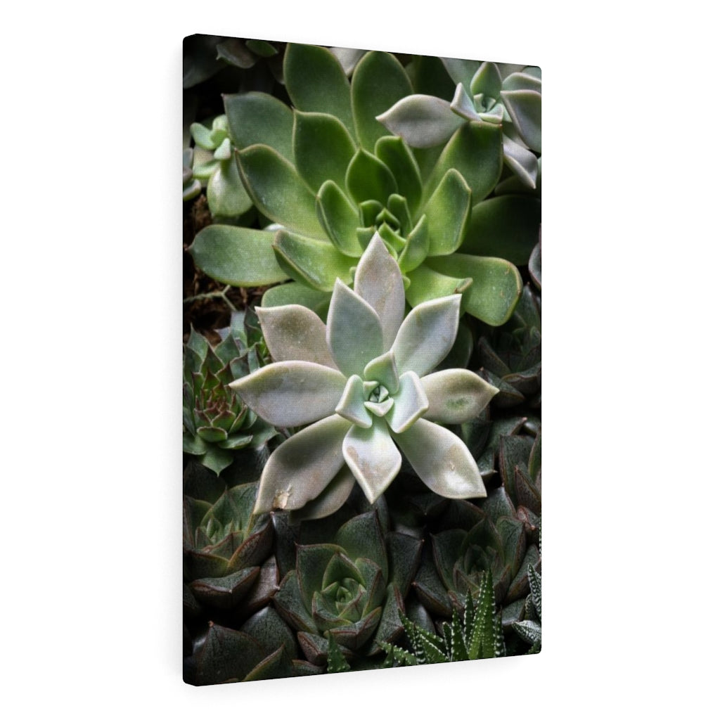 Succulent - Array - Canvas