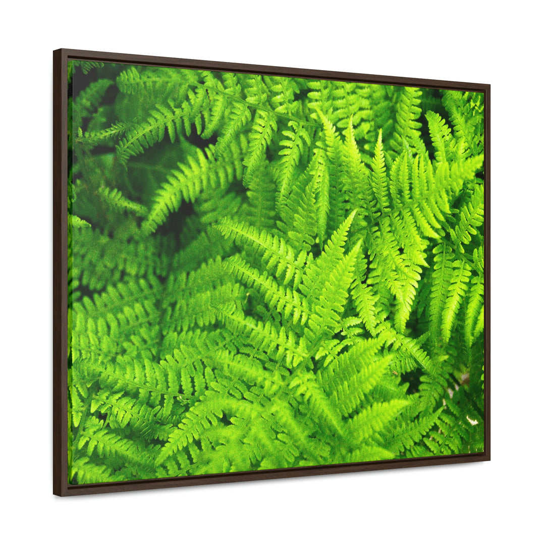 Ferns, Ferns, Ferns - Canvas with Frame