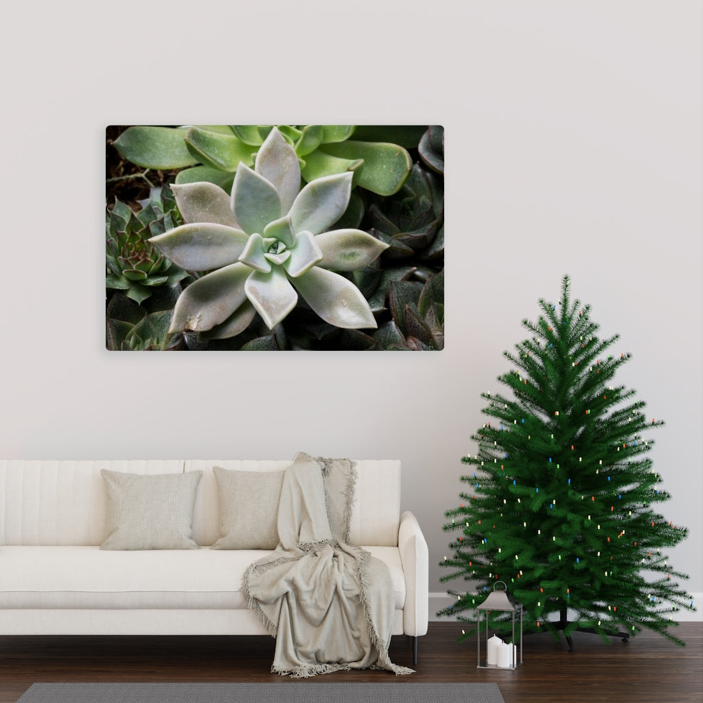 Succulent - Array - Canvas