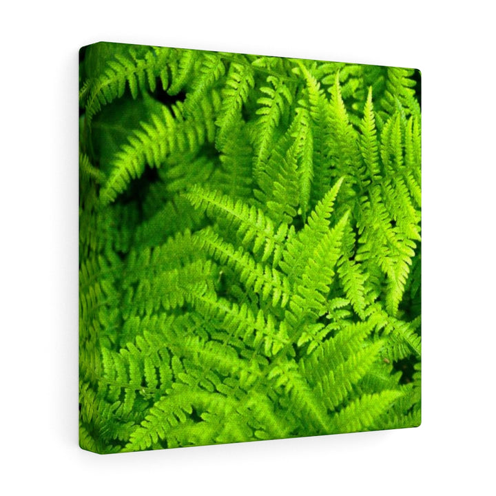 Ferns, Ferns, Ferns - Canvas