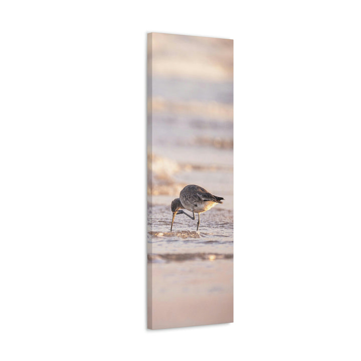 Willet Itch - Canvas