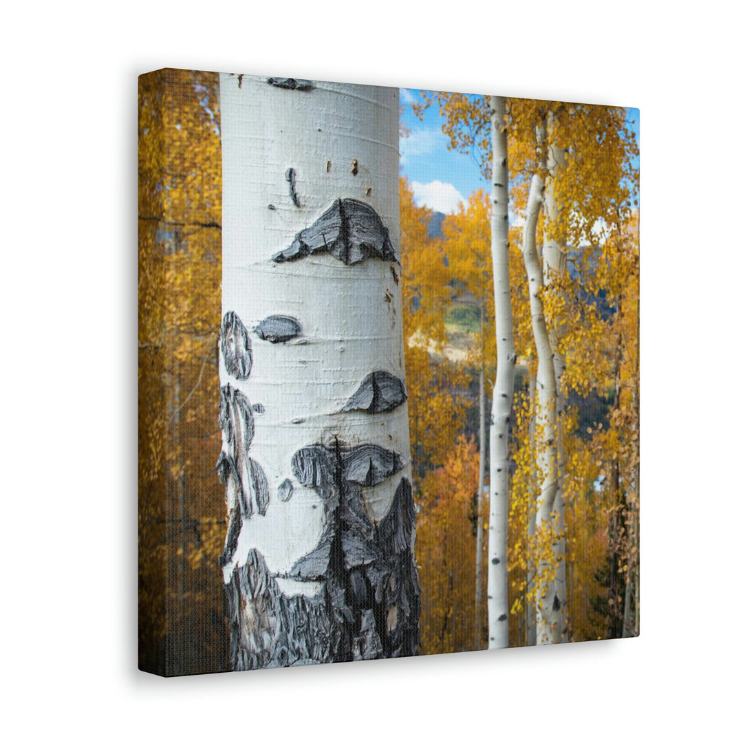 Aspens Changing - Canvas