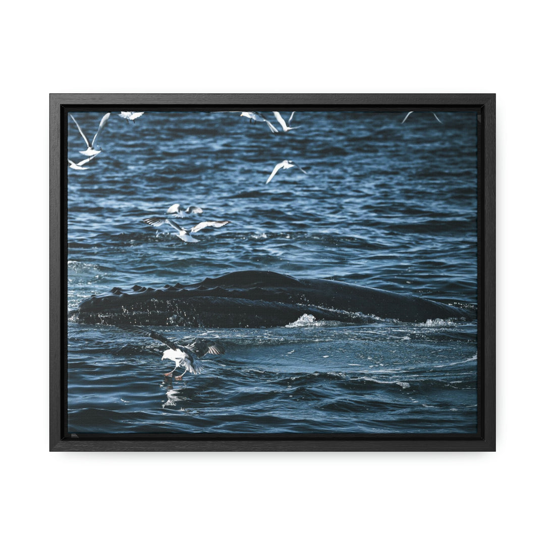 Humpback Hello - Canvas with Frame