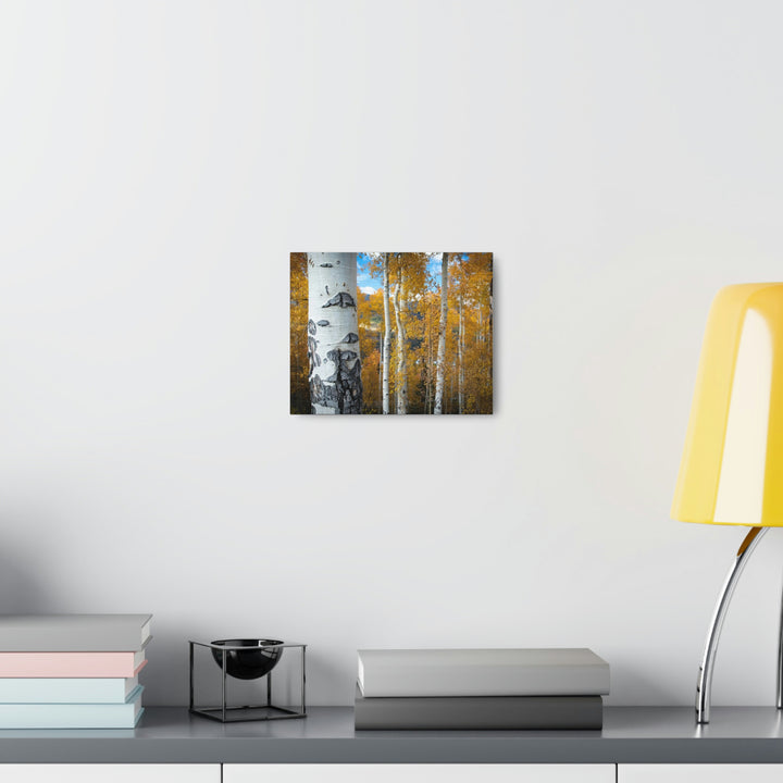 Aspens Changing - Canvas